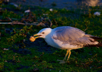 The gull with the bread on the beautiful sunny evening
