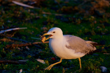 The gull is going through the grass