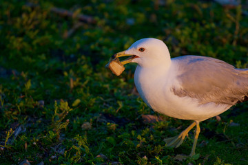 The close-up of the gull