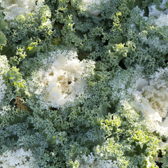 a white cabbage of a variety immature flower head of large creamy-white flower buds in garden