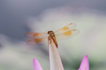 Dragonfly on lotus