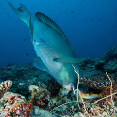 Big Humphead parrotfish, Palau,  Micronesia.