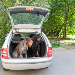 Gordon Setter and drathaar sitting in car trunk