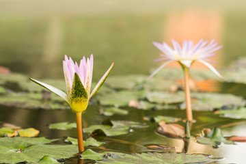 beautiful lotus in pond