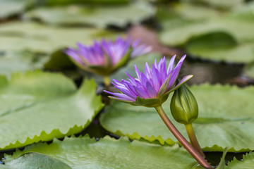 beautiful lotus in pond