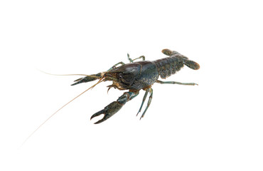 Marble crayfish