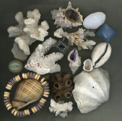 Marine still-life