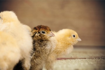 Baby Chicken.