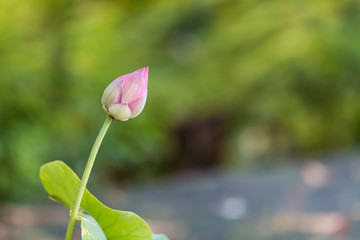 beautiful lotus in pond