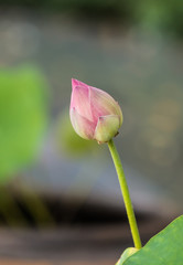 beautiful lotus in pond