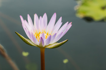 beautiful lotus in pond