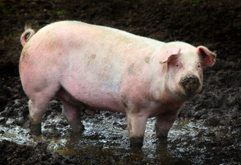 Side view of a big pig on a farm