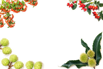 autumn frame made of chestnuts, rose hips and rowan berries on white background with copy space