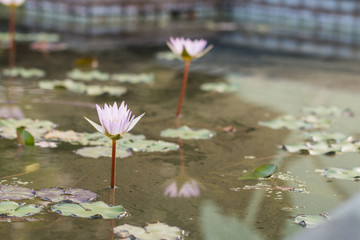 beautiful lotus in pond