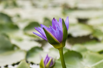 Obraz premium beautiful lotus in pond