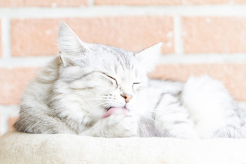 Fototapeta na wymiar Silver cat on the scratching post,siberian breed