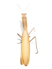 European mantis, praying mantis, mantis religiosa isolated on white background, subspecies - Mantis religiosa macedonica