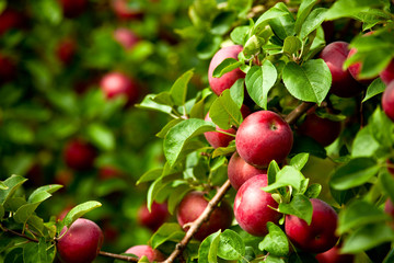 Organic red ripe apples on the orchard tree with green leaves - 91371205