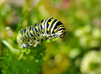 Black Swallowtail caterpillar feeding on parsley