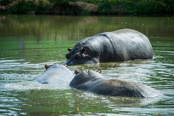 Hippopotamuses in the water.