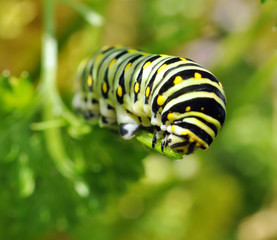 Black Swallowtail caterpillar feeding on parsley