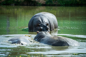 Fototapeta premium Hippopotamuses in the water.