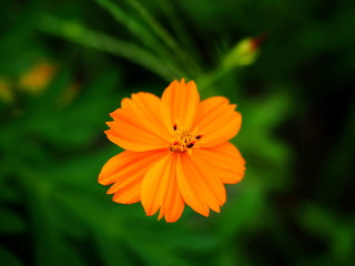 キバナコスモス