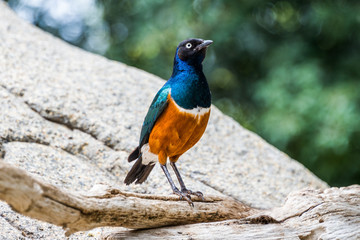 Superb starling.