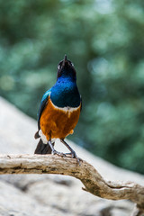 Superb starling.