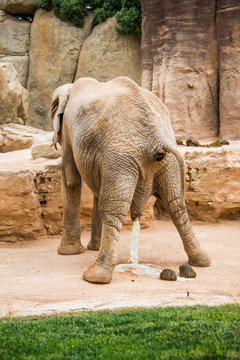 Elephant pooping.