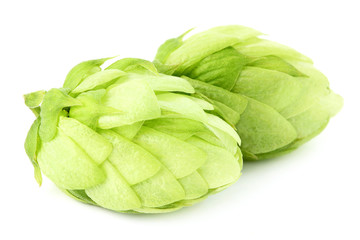 Hops on a white background.
