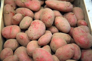 Francia,Bretagna,Roscoff,isola di Batz.