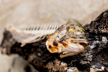 Fish bones of Gilt-head bream - Sparus aurata