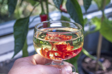 Capsicum annuum, red chili oil