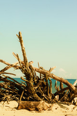 Branches tree on beach