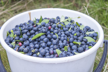 Huckleberry bucket