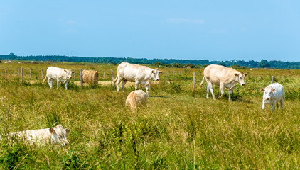 Fototapeta premium Herd of cows in pasture in Oleron island, France