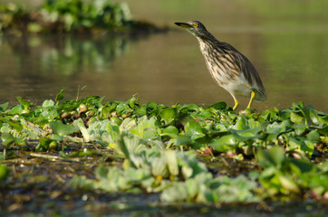 indian pond heron is walking on the plant