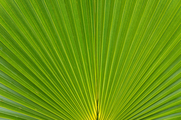 Palm tree leaf