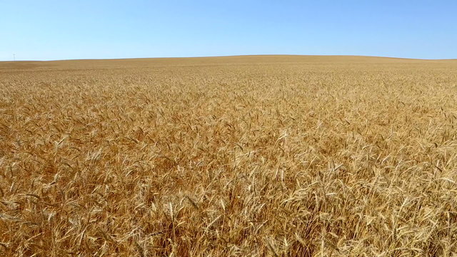 Camera pans across a field of golden wheat as it blows in the wind.