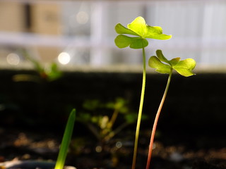 clovers on the ground