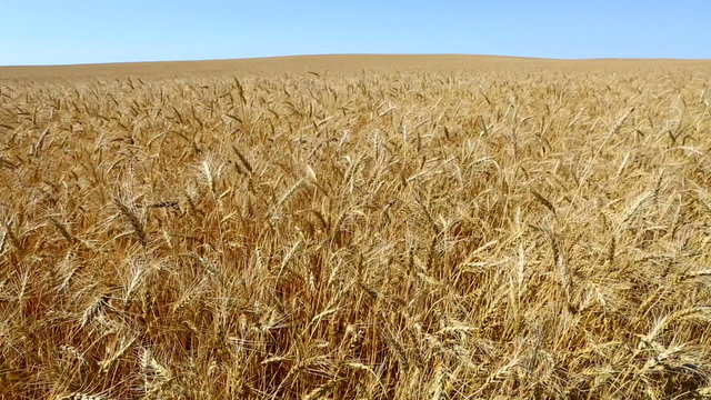 Golden field of wheat waving in the breeze against a beautiful blue sky.