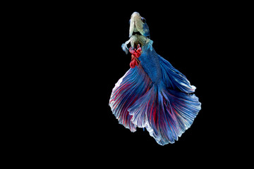 Blue and red siamese fighting fish, betta fish isolated on black