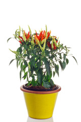 pianta di peperoncino in vaso