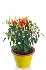 pianta di peperoncino piccante in vaso