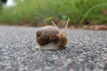 Weinbergschnecke sich umschauend