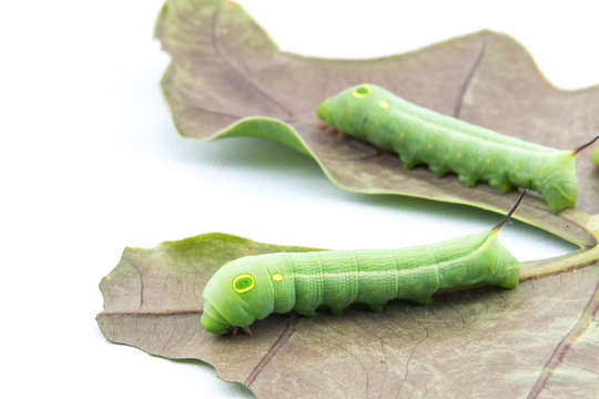 Two worms on leaf