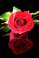 rose red close up