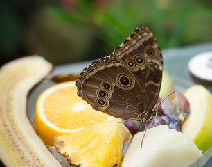 Fototapeta premium butterfly on fruit