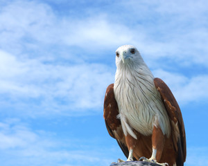 Eagle over the earth with blue sky background